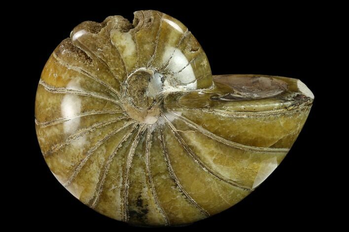 Polished Fossil Nautiloid (Cymatoceras) - Madagascar #133182
